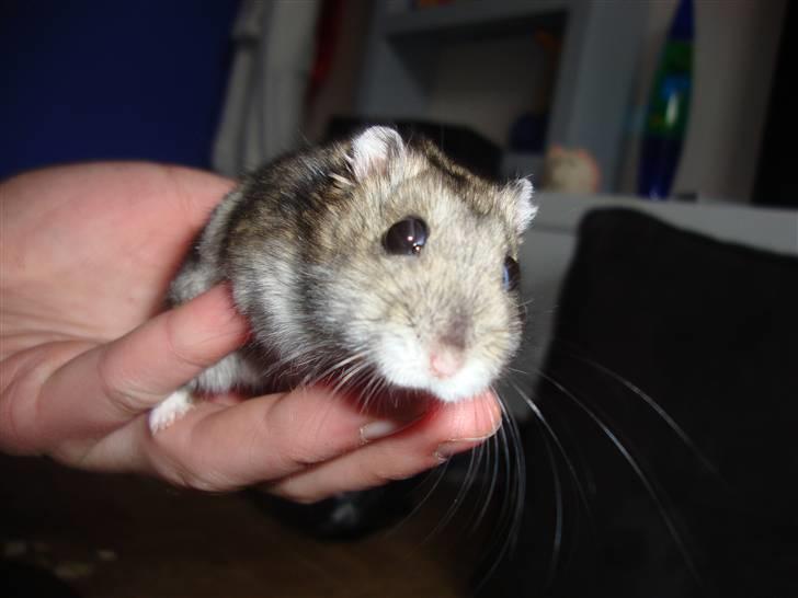 Dværghamster Spidi billede 5