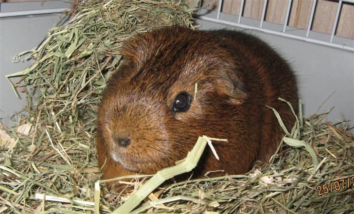 Marsvin Snusen Junior † R.I.P.† - Snuse i høbunken! billede 3