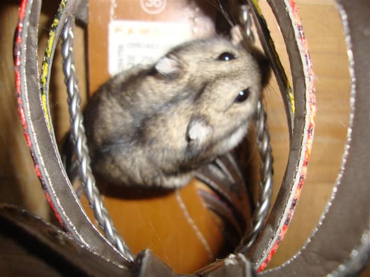 Dværghamster Spidi billede 6