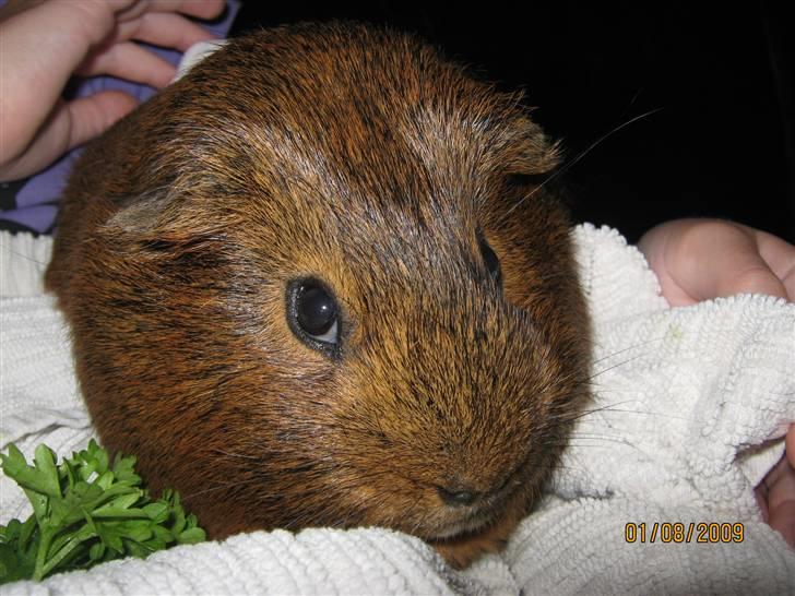 Marsvin Snusen Junior † R.I.P.† - Snusen har lige fået klippet klør.  billede 4