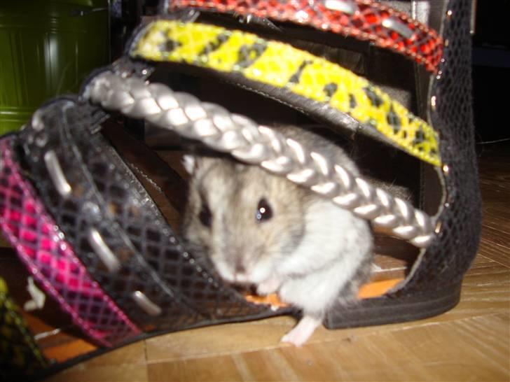 Dværghamster Spidi billede 7