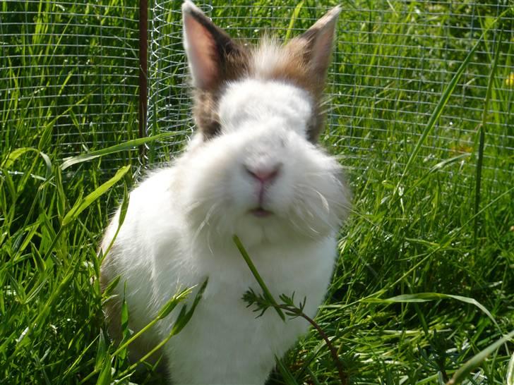 Kanin Fru. Kanin R.I.P <3 - Davs, du der :) billede 6