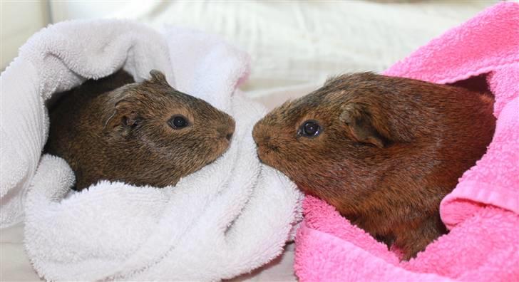 Marsvin Snusen Junior † R.I.P.† - Snusen og Darwin havde aldrig været så tæt på hinanden før! =O). billede 5