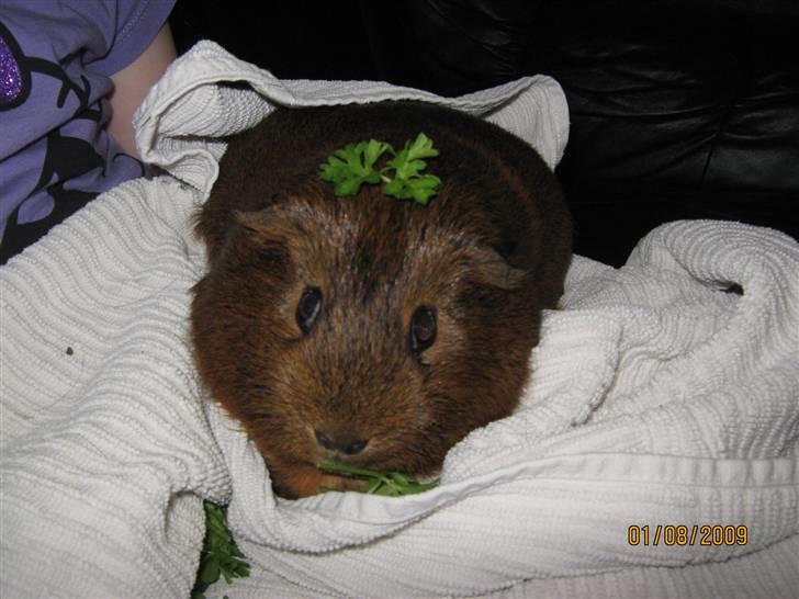 Marsvin Snusen Junior † R.I.P.† - Snusen i håndklædet :´). billede 6