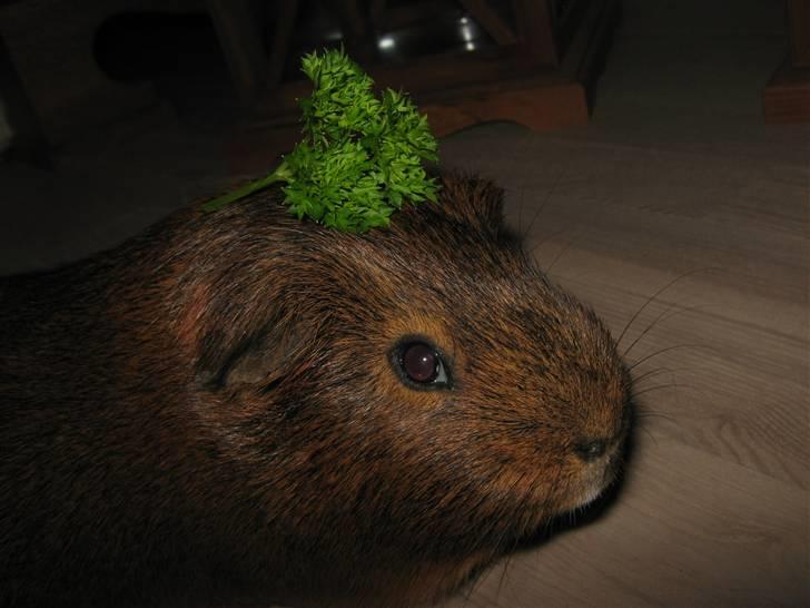 Marsvin Snusen Junior † R.I.P.† - "Hvorfor skal min mad ligge på mit hoved?!" Tænker Snusen =O) billede 7