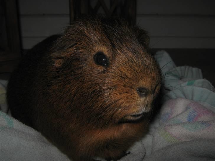 Marsvin Snusen Junior † R.I.P.† - Snuse i stuen.  billede 8