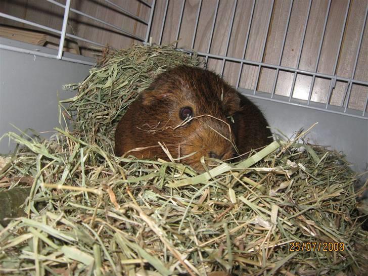 Marsvin Snusen Junior † R.I.P.† - Igen sidder Snusen og nyder at han kan både varme sig i og spise en´og samme ting! billede 9