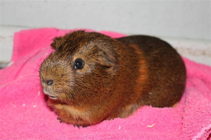 Marsvin Snusen Junior † R.I.P.† - Snusen igen i stuen.  billede 10