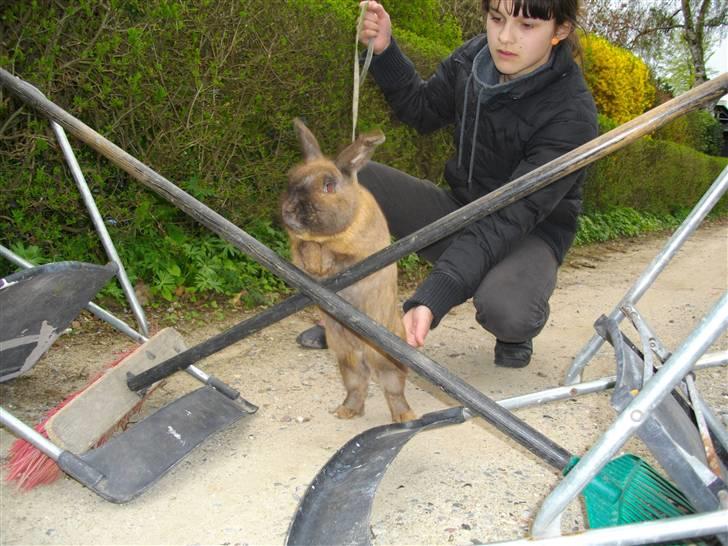 Kanin Kajo - Kryds på 45 cm (; billede 13