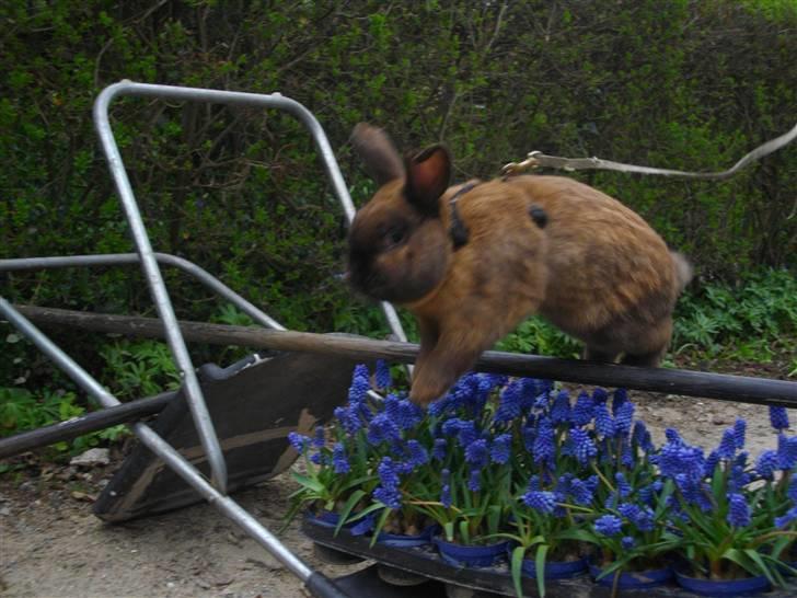 Kanin Kajo - Blomsterspringet d: billede 14