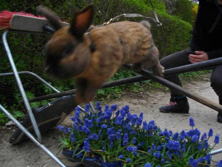 Kanin Kajo - Blomsterspringet i kryds (: 50 cm . billede 15