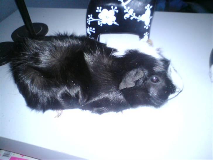 Marsvin Gismo billede 1