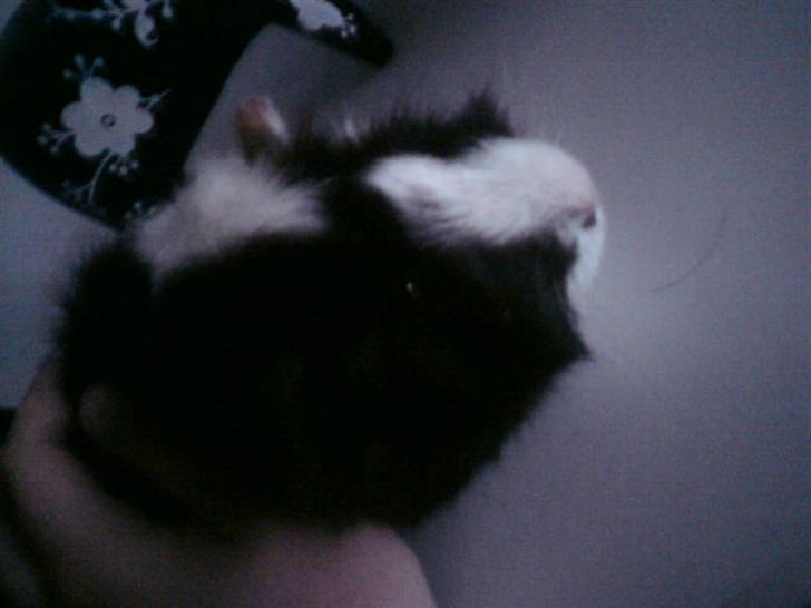 Marsvin Gismo billede 2