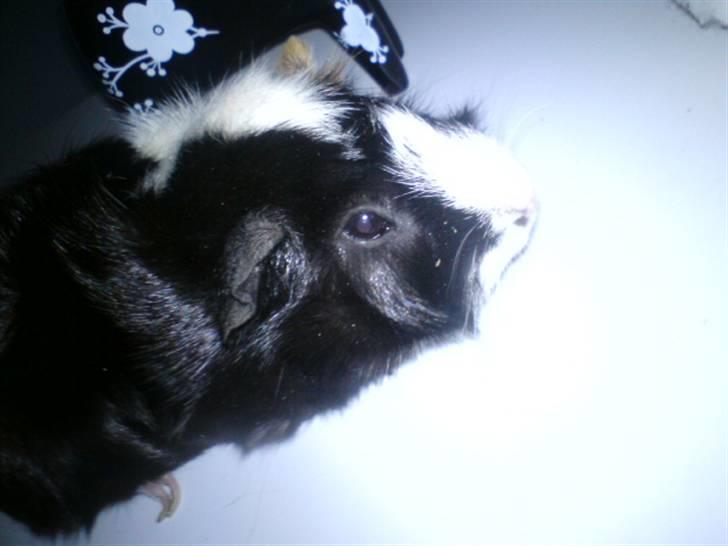 Marsvin Gismo billede 3