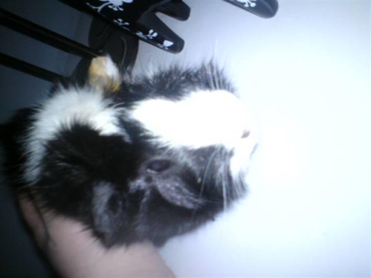 Marsvin Gismo billede 4