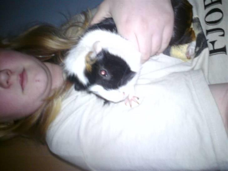 Marsvin Gismo billede 5