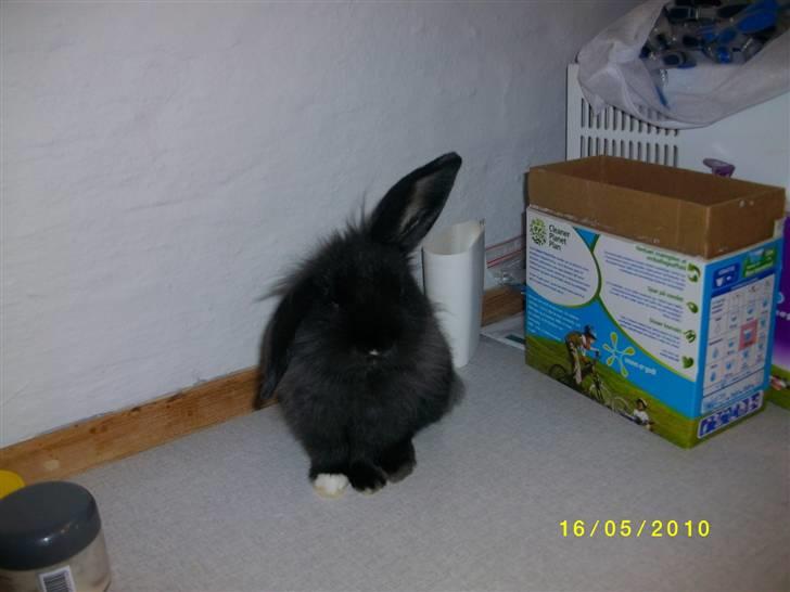 Kanin SD'S sorte filur  - er jeg ikk kær <3 billede 1