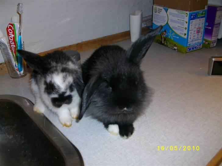 Kanin SD'S sorte filur  - det er min makker og mig XD billede 2