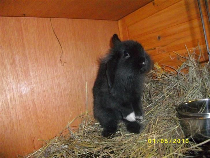 Kanin SD'S sorte filur  - hva´ sker der her <3 billede 3