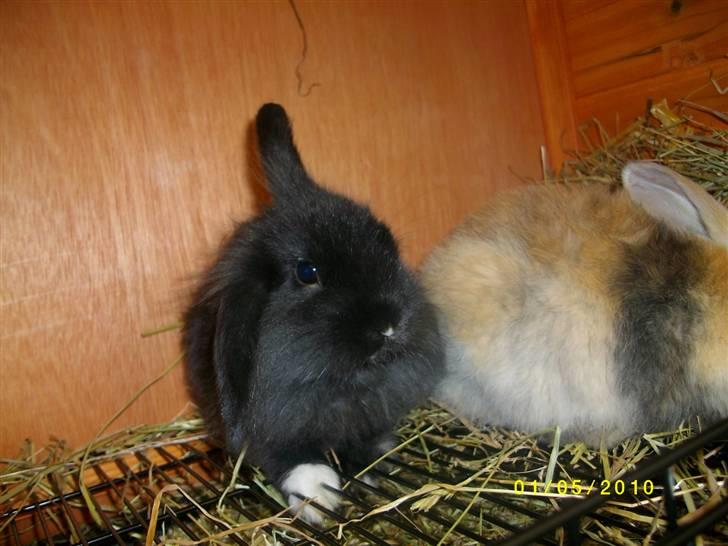 Kanin SD'S sorte filur  - mig og min søster  billede 4