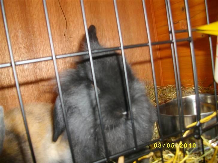 Kanin SD'S sorte filur  - hehe XD billede 5