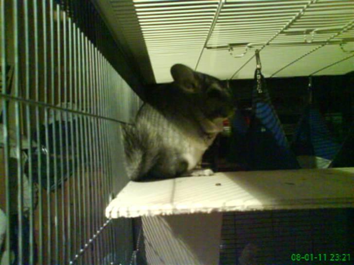 Chinchilla Freja billede 1