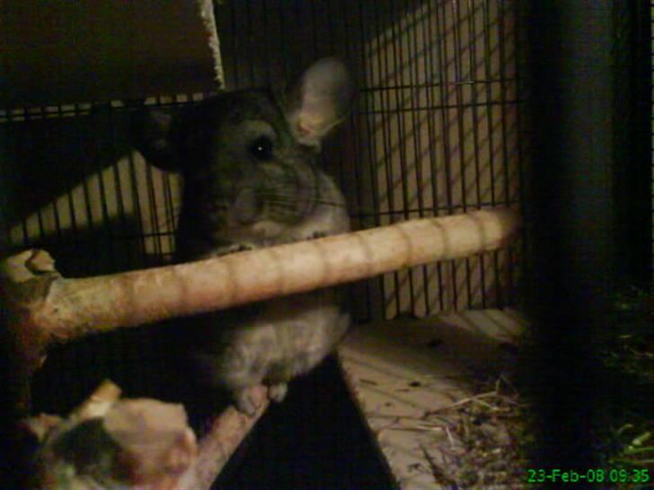 Chinchilla Freja billede 2