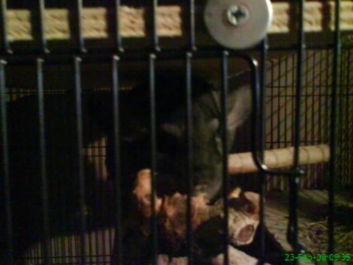 Chinchilla Freja billede 3