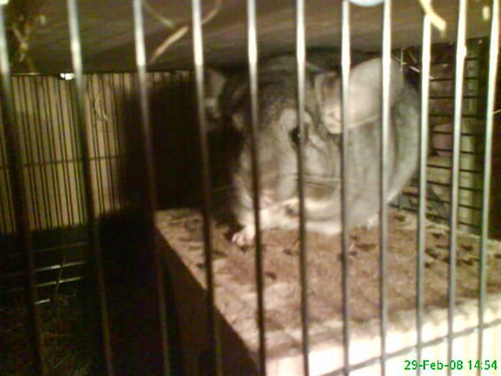 Chinchilla Freja billede 4