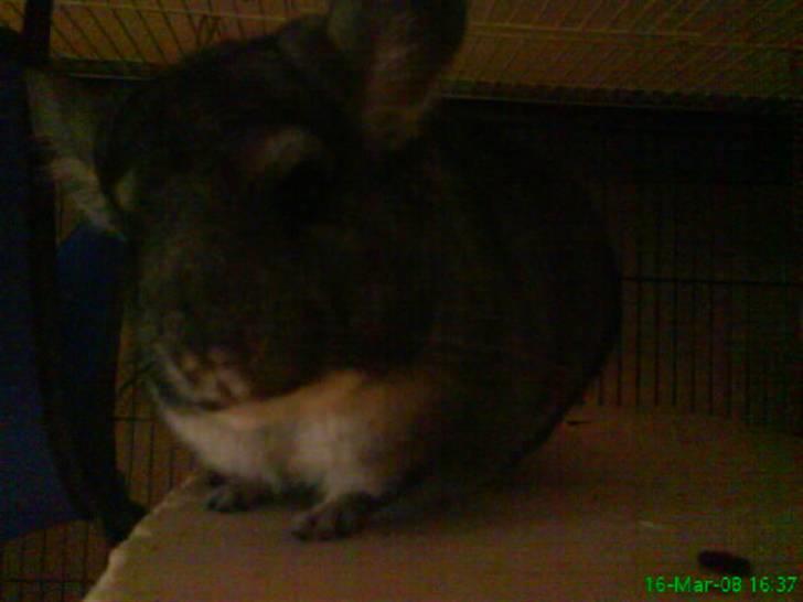 Chinchilla Freja billede 5