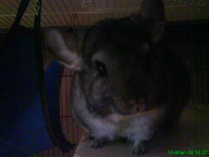 Chinchilla Freja billede 6