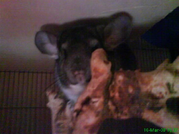 Chinchilla Freja billede 7