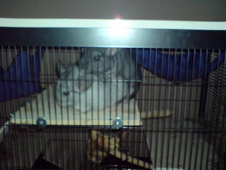 Chinchilla Freja - Freja & Zar. billede 8
