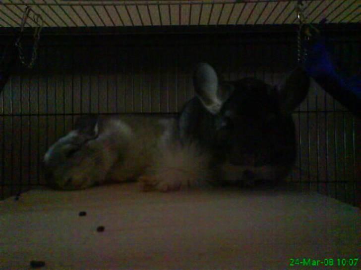 Chinchilla Freja billede 11