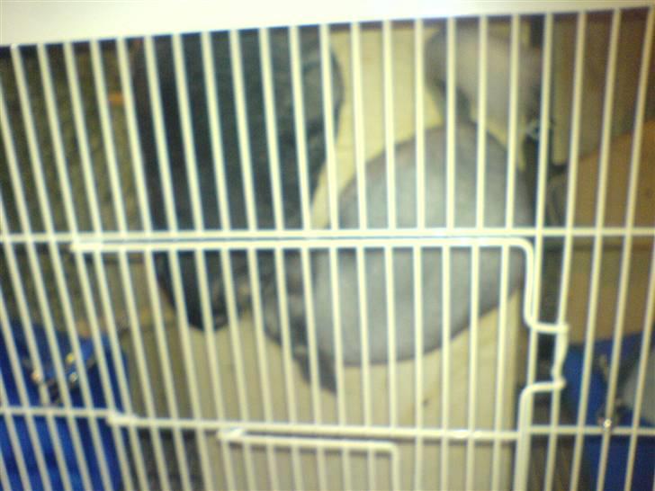 Chinchilla Freja billede 12