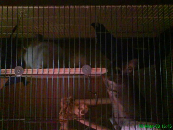 Chinchilla Freja billede 13