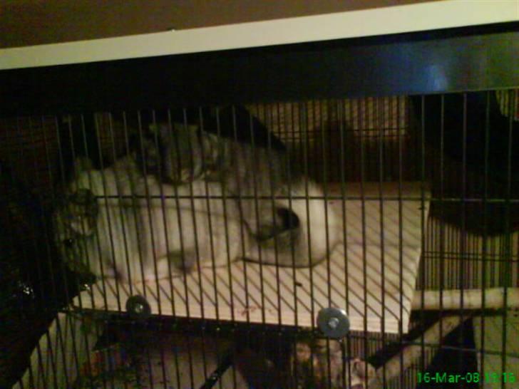 Chinchilla Freja billede 14