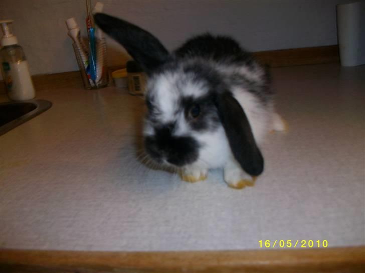 Kanin SD'S prinsesse perle  - heheh min lille kanin :d billede 1