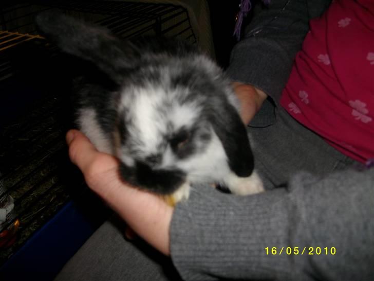 Kanin SD'S prinsesse perle  - jeg er nuttet <3XD billede 2