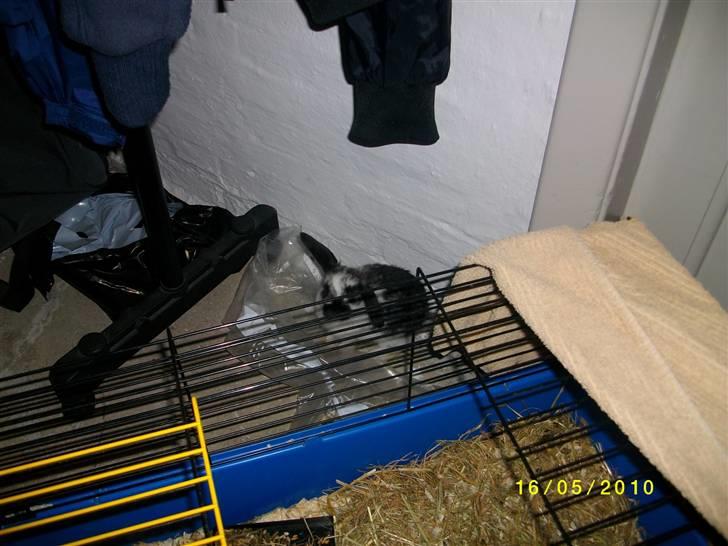 Kanin SD'S prinsesse perle  - ups jeg er blevet set :D<3 billede 3