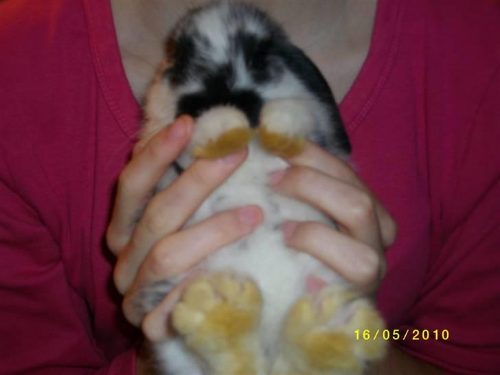 Kanin SD'S prinsesse perle  - se mine poter <3 billede 4