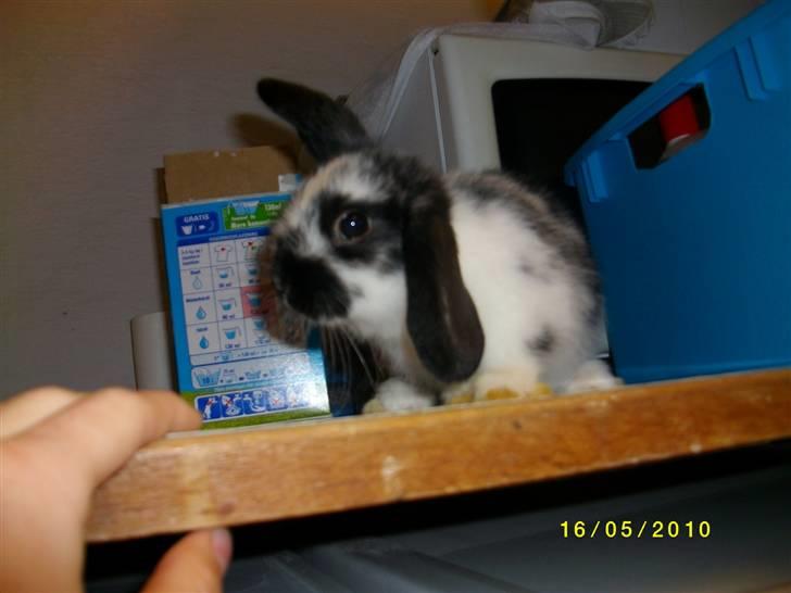 Kanin SD'S prinsesse perle  - hvorfor kigger i: fordi jeg er så smuk hahah :D billede 5