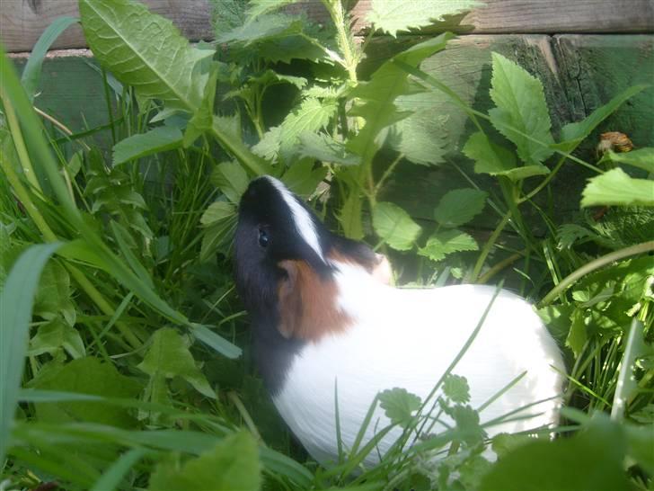 Marsvin Sophia billede 1