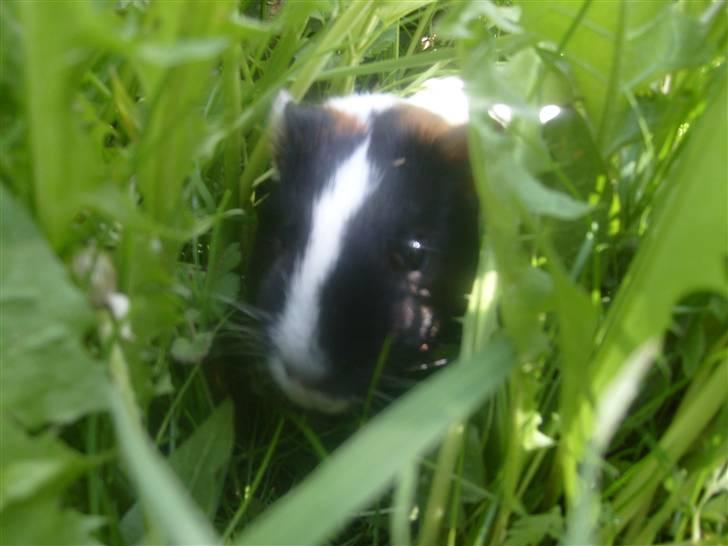 Marsvin Sophia billede 2