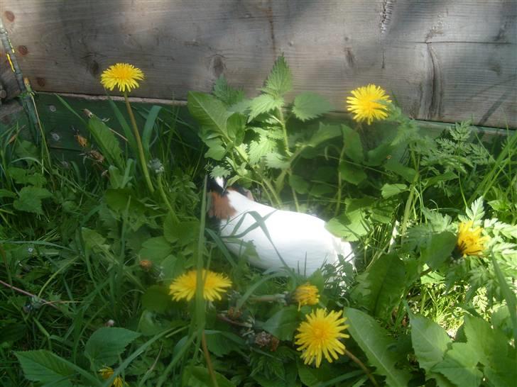 Marsvin Sophia billede 3