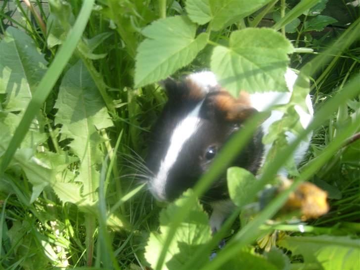 Marsvin Sophia billede 4