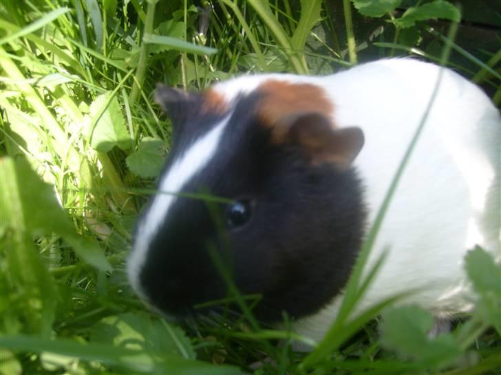 Marsvin Sophia billede 5