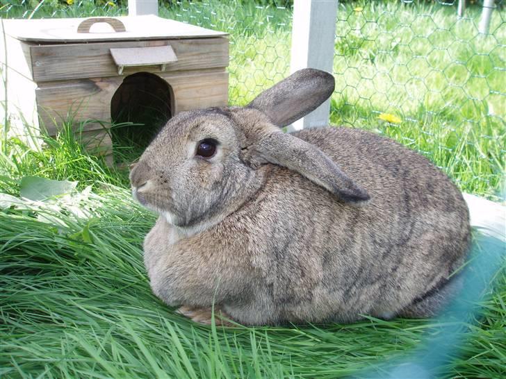 Kanin Ninus - Smukke Ninsen nyder solskinnet Foto: Miqq billede 15