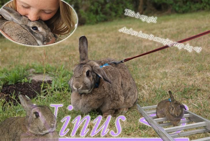 Kanin Ninus billede 16