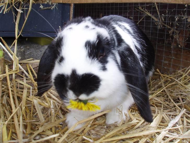 Kanin DV. Nala Cubala - MMMMM jeg kan vist læse dine tanker.. du siger MERE.. HeHE billede 17